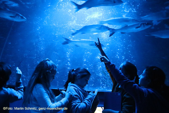 Fisch-Inventur bei Sea-Life (©Foto: Martin Schmitz)